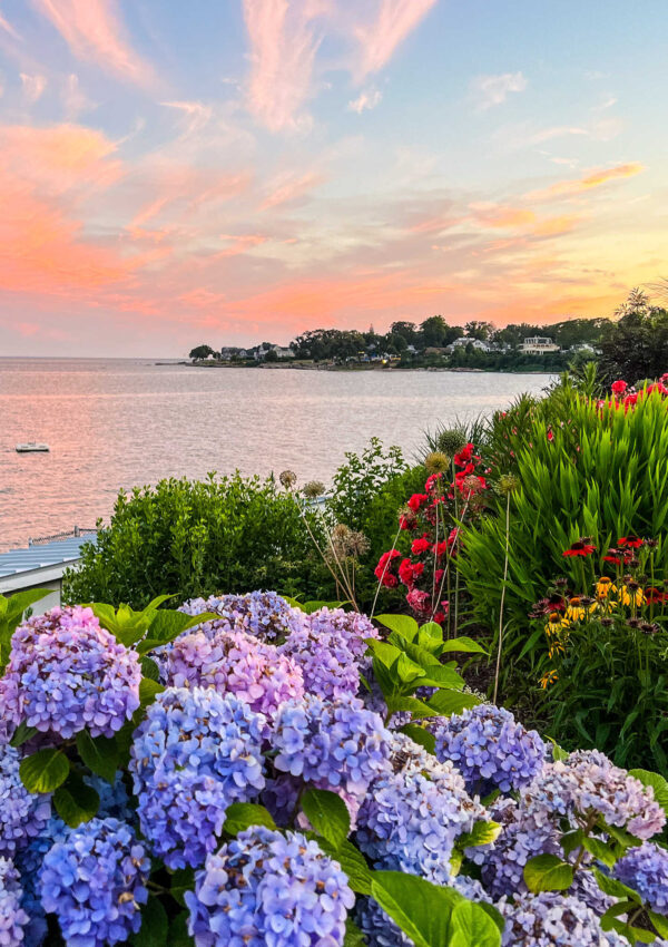 This is the beach at Owenego Beach & Tennis Club at sunset with hydrangeas in bloom and a small boat in the water in Branford, Connecticut.