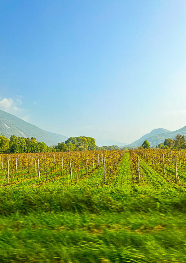 This is an image of a Prosecco vineyard near Venice Italy in the Veneto region.